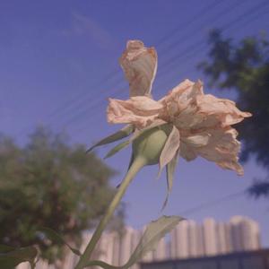 国产男男GayGay网站
